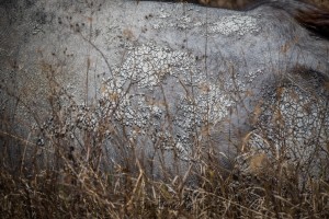  DSC8693-3  